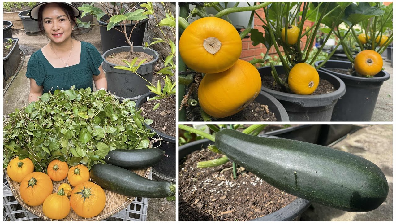 Thu hoạch đám rau má xanh tốt thấy mê, bí ngòi tròn vàng, xanh trồng chậu sau vườn ở Úc