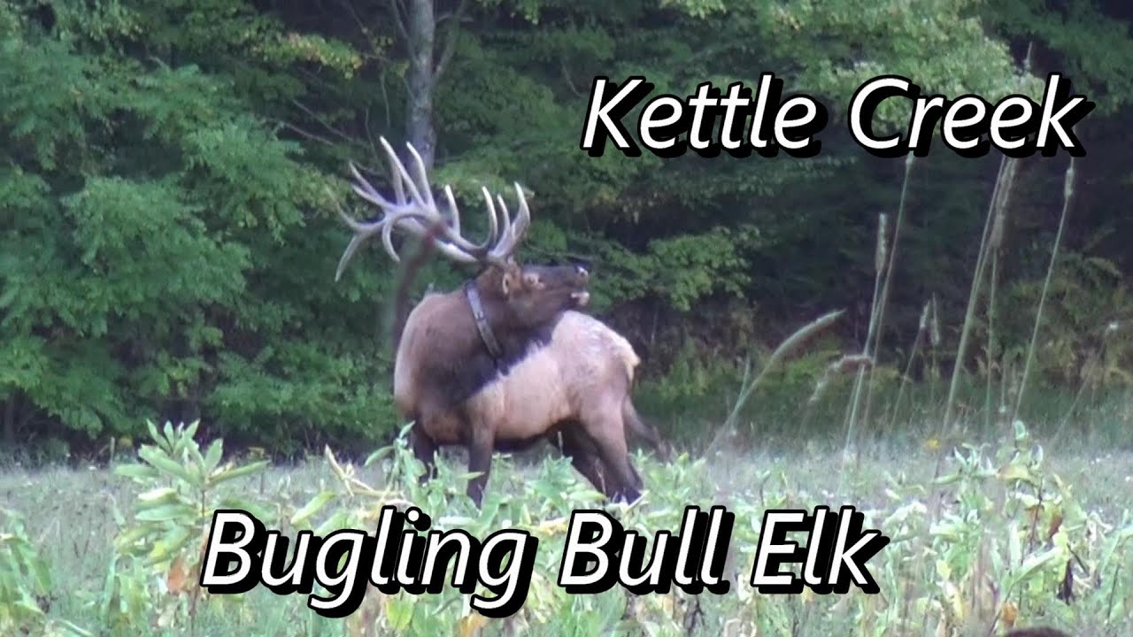 Kettle Creek Bull Elk Bugling YouTube