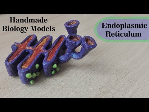 Simple and Easy Endoplasmic Reticulum Model | 3d thermocol Carving