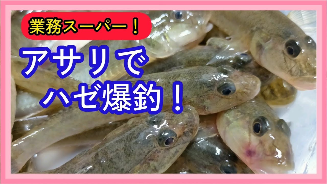 【ハゼ釣り】【業務スーパー】アサリで入れ食いのテクニックとは！？🤔【江●川放水路】
