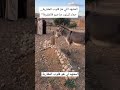المشهد اللي هز قلوب المغاربة حمار كيزور صاحبو في المقبرة 