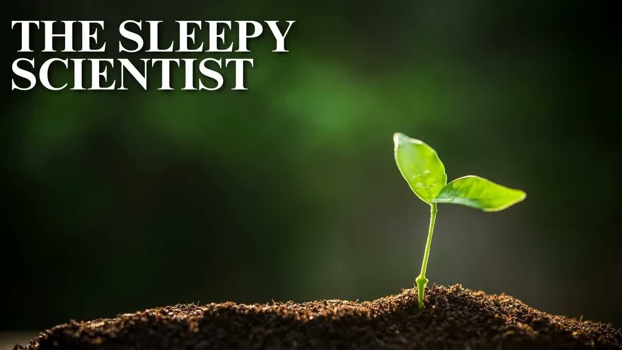 The Life of Fungi, Explained Slowly   Science for Sleep