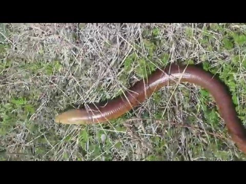 მშვიდობით გველხოკერა