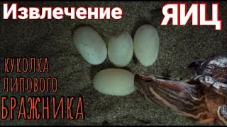 Извлечение яиц красноухой черепахи + куколка липового бражника. Извлечение яиц красноухой черепахи + куколка липового бражника.