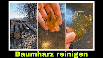 Wie trockne ich Baumharz?