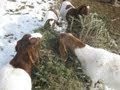 Goats Recycling Christmas Trees