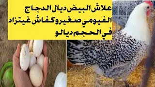 علاش لبيض ديال الدجاج الفيومي صغير?وكفاش غيكبر في  الحجم ديالو