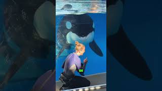 Cette dresseuse perçoit un changement étrange chez son orque 🐬💖