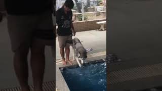 #9gag #husky #pet Okay. If they can do it, I'll try too.