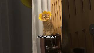 【#PuPu噗噗】这种情况你们说该怎么办吧#铲屎官的乐趣 #猫咪的迷惑行为 image