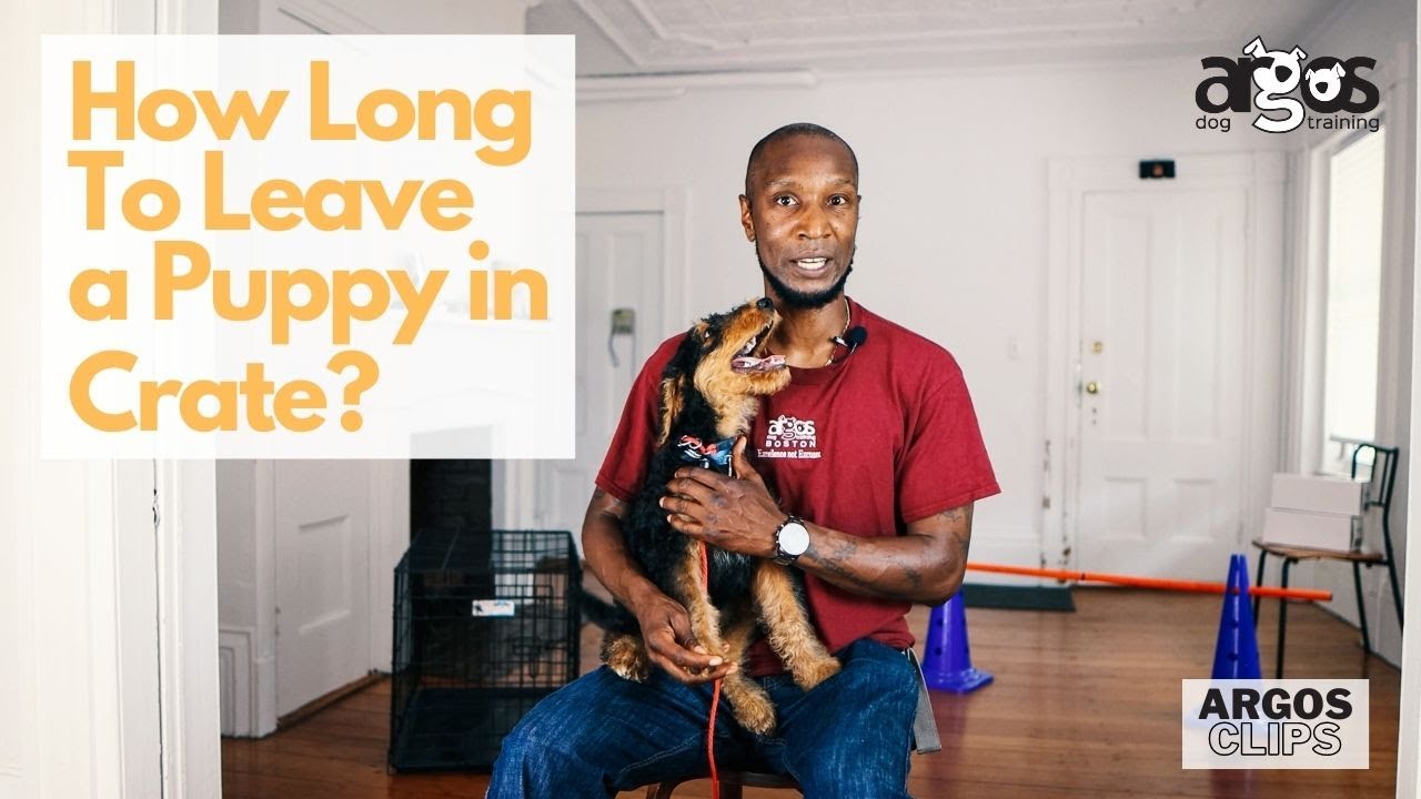 How Long Can You Leave A Puppy In Crate Argos Clips YouTube