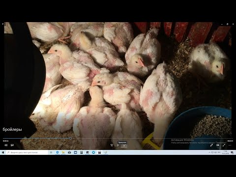 Как выращивать бройлеров