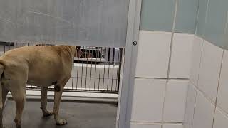 acs A661268