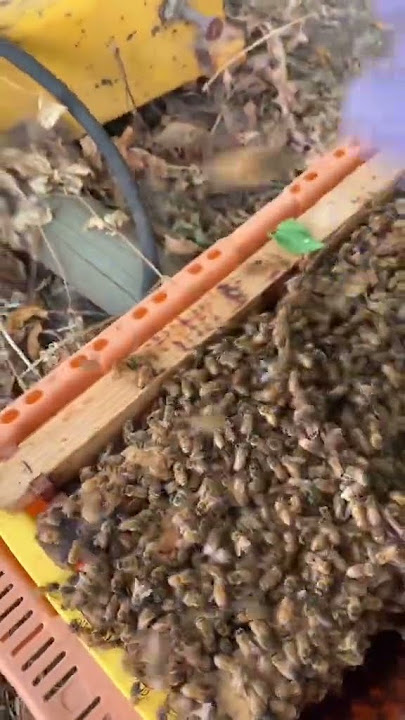 6991239948510743813 v2