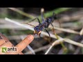 Testing the Aggressive &amp; Stinging BULL ANTS of Australia