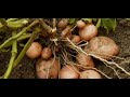 كم مدة زراعة البطاطس