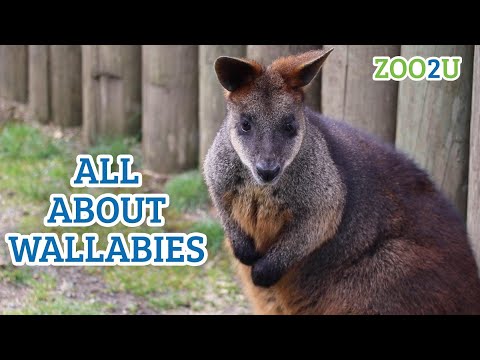 Video: Wallaby: Some Features Of The Species