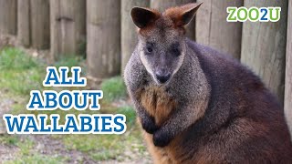 All About Wallabies