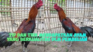 hal yg bikin kita terkecoh dalam membeli ayam pama &amp; ayam mangon !!! pemula wajib tau hal ini !!!