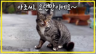 A lost stray cat returns and cries sadly... What happened?