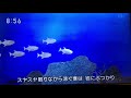 マグロも悩んでるんです!行き着く最期は..     ペロッ