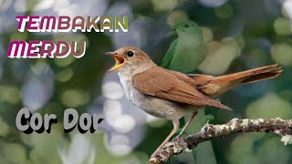 Tembakan Merdu Sikatan Londo Alam Liar