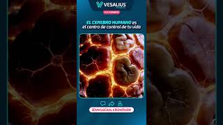 🧠𝐄𝐋 𝐂𝐄𝐑𝐄𝐁𝐑𝐎: 𝐄𝐥 𝐜𝐞𝐧𝐭𝐫𝐨 𝐝𝐞 𝐜𝐨𝐧𝐭𝐫𝐨𝐥 𝐝𝐞 𝐭𝐮 𝐯𝐢𝐝𝐚💡