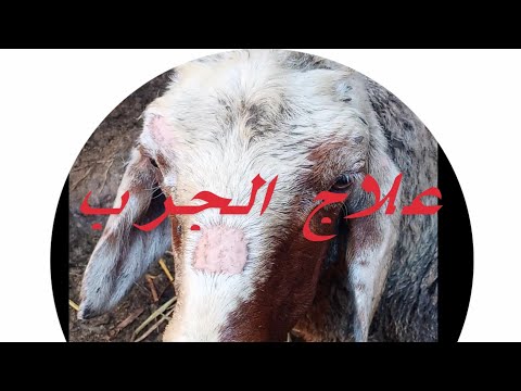 علاج الجرب عند الاغنام سهل وبسيط