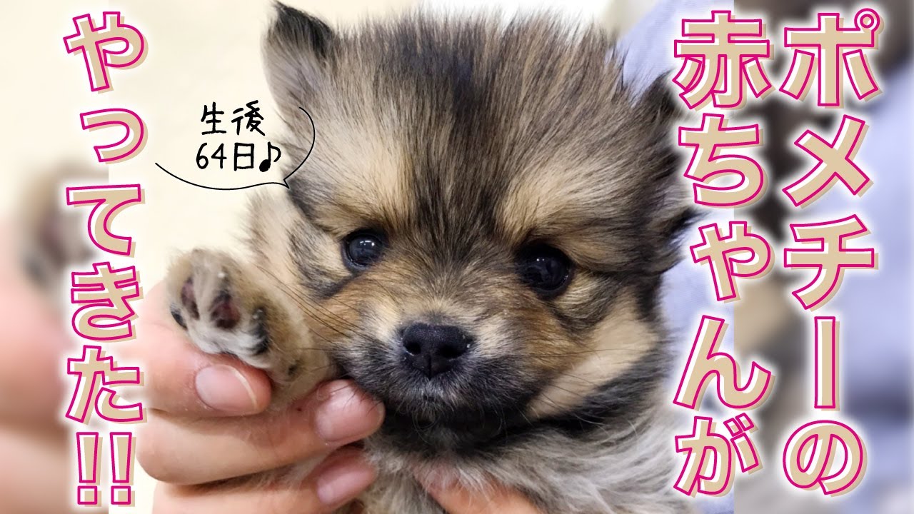 ポメチー 生後64日の子犬の女の子を迎えた記録 共働き夫婦 Youtube