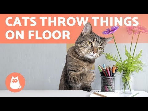 My Cat THROW THINGS on the FLOOR 🐈❗ WHY?