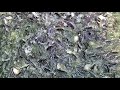 ငါးစာကျွေးကုသိုလ်ယူ #healthy_knowledge