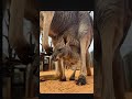 Baby kangaroo peeks out of the mothers pouch!!