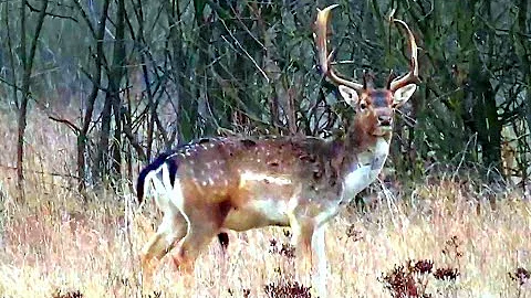 Лесной олень. Лань. Deer