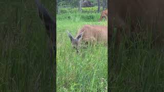 Deer grazing in my backyard #deer #nature #wildlife