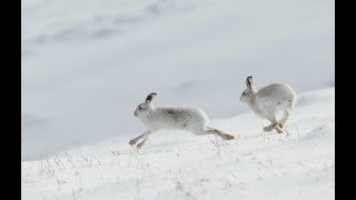 Охота на зайца 2020г , новогодний зайчик