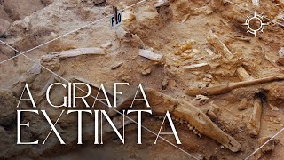 Como era a Girafa de Pescoço Curto? | Mundo Animal | Origens