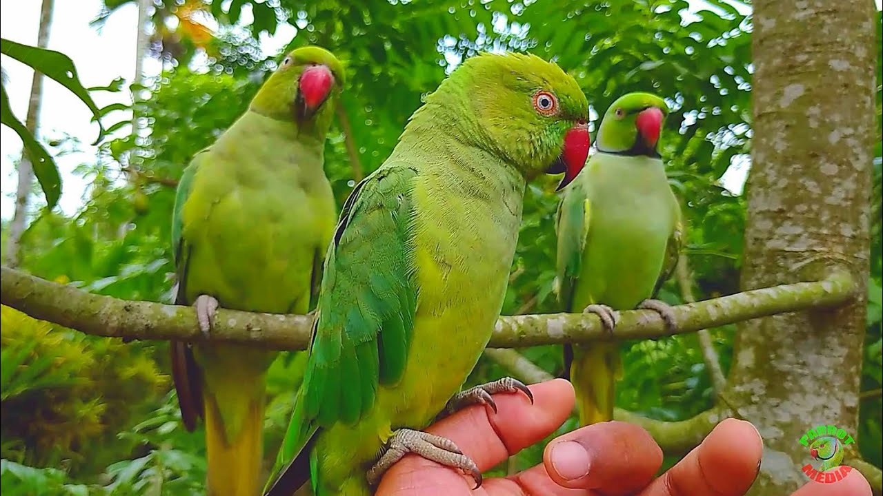 Natural Parrot Voices