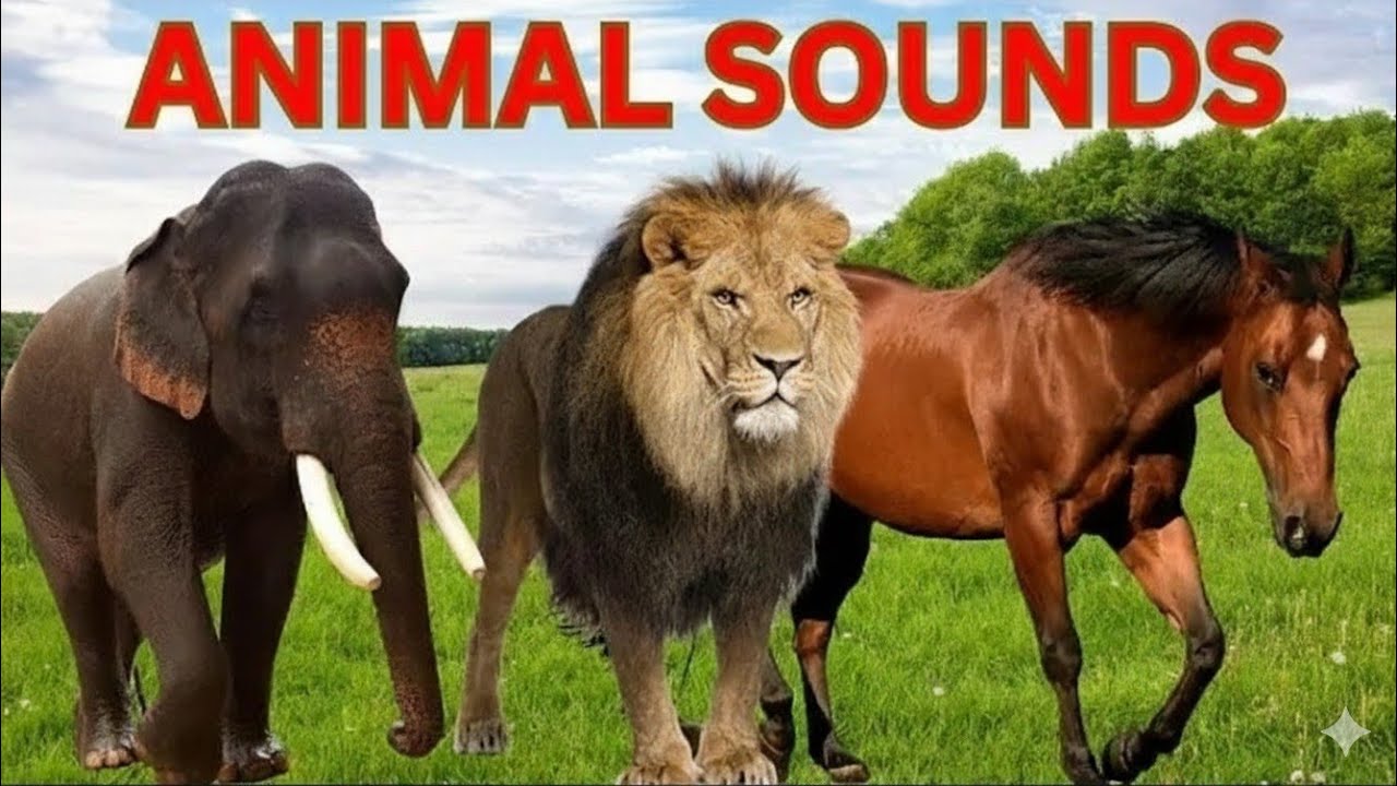Animal Sounds for Children 🐴| 20 Amazing  Animals to learn 🐄| Names & Sounds for Toddlers