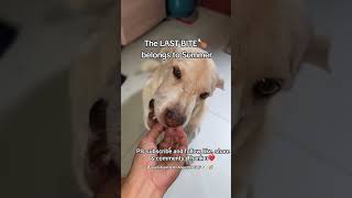 THAT LAST BITE IS FOR SUMMER #aspin #seniordog #cute #rescuedog #happydog #happy