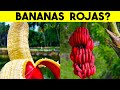 7 Frutas más UNICAS de las que nunca habías oído