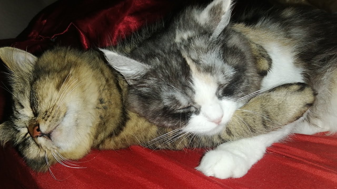 Cat Mating Behavior 😻 Flirting, Love & Irresistible Meows!