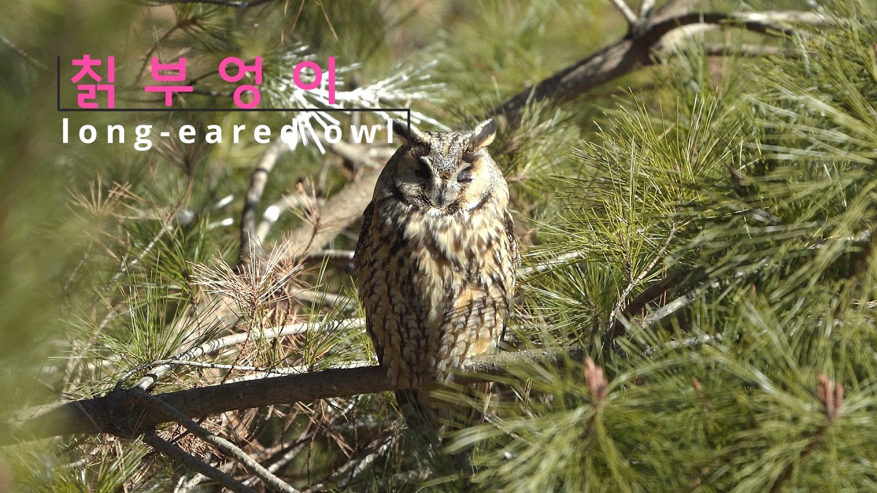 우연한 만남이 반가웠던 칡부엉이