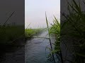 Kali irigasi sawah #asmrnature #nature #shorts