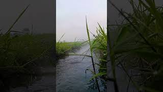 Kali irigasi sawah #asmrnature #nature #shorts