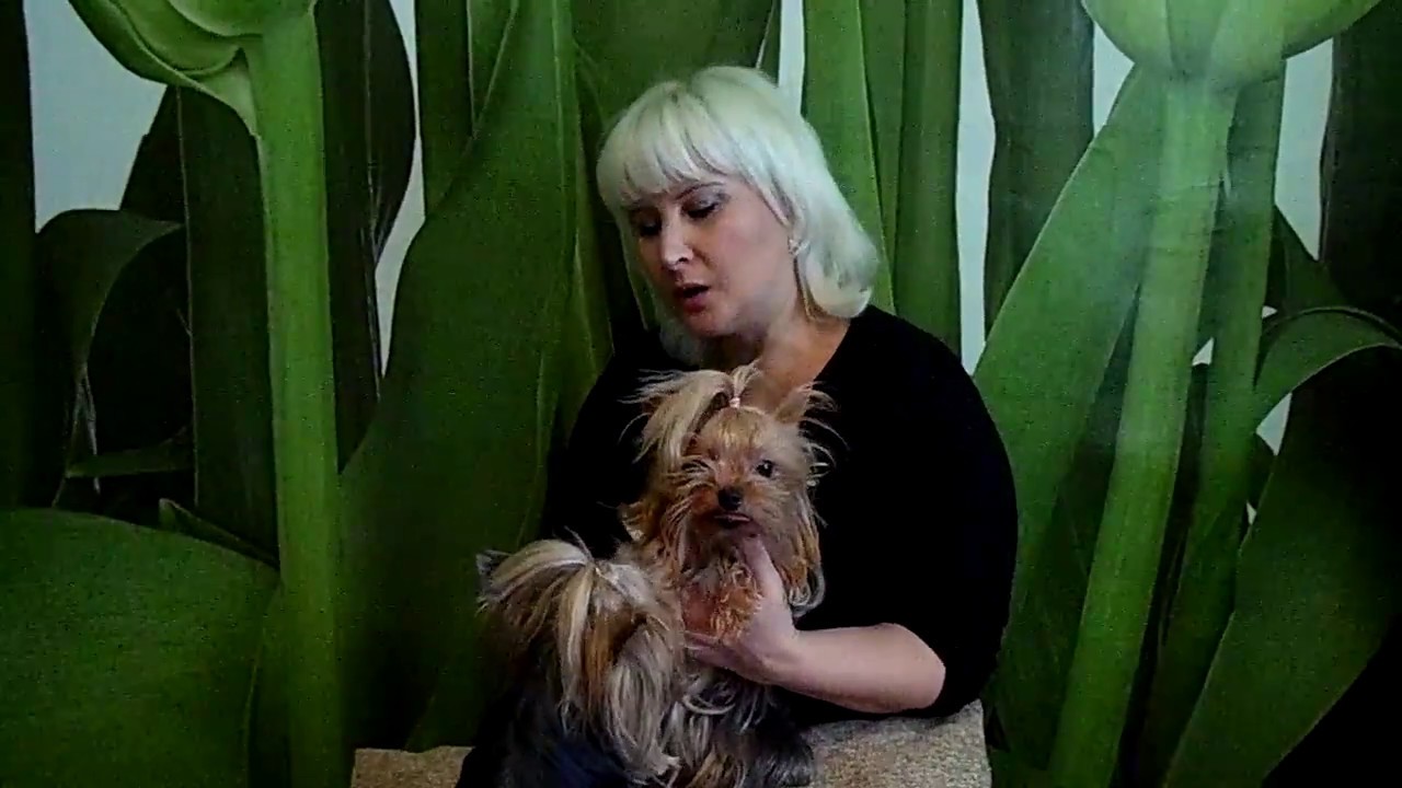 Йоркширские терьеры.Уход и содержание.