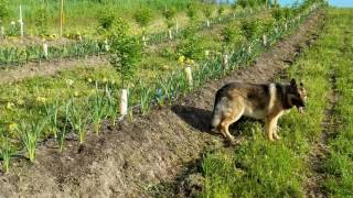 Orchard living mulches