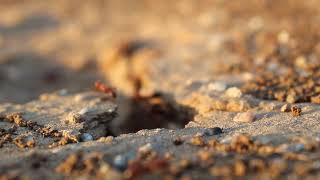 Ant's - The People - 006.00 - MVI 9462
