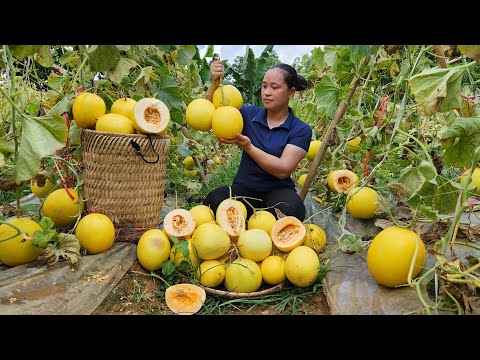 Harvest Golden Honeydew Melon Garden goes to the market sell - Cooking - Lý Thị Ca