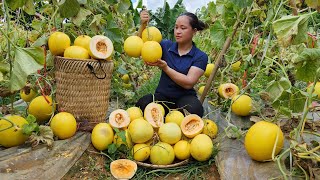 Harvest Golden Honeydew Melon Garden goes to the market sell  Cooking  Lý Thị Ca