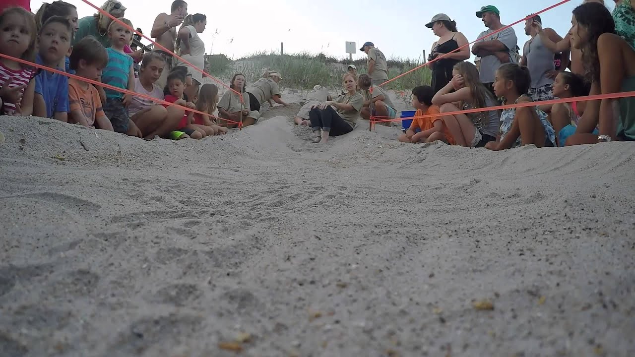 Turtle Hatching Topsail Island Pictures Turtle Hatching Topsail Island Pictures